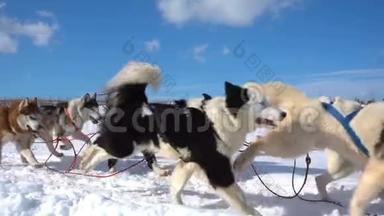 狗所<strong>驾驭</strong>的狗会滋生带有人的哈士奇拉力雪橇，慢动作，视频循环